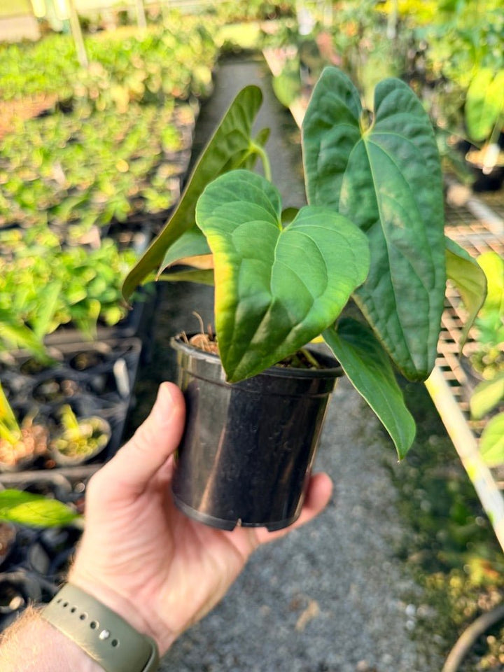 Handpicked 116 - Anthurium Papillilaminum x Luxurians | Uprooted