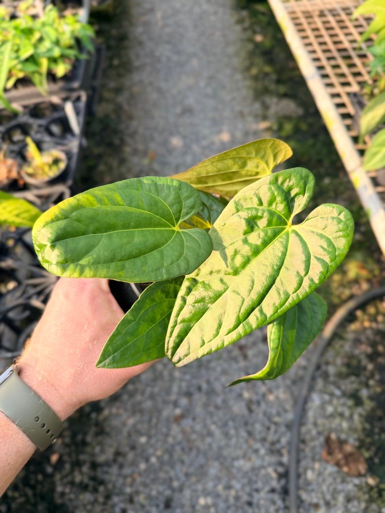 Handpicked 116 - Anthurium Papillilaminum x Luxurians | Uprooted