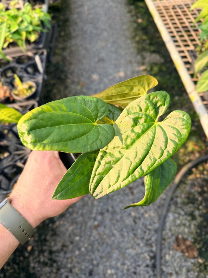 Handpicked 116 - Anthurium Papillilaminum x Luxurians | Uprooted