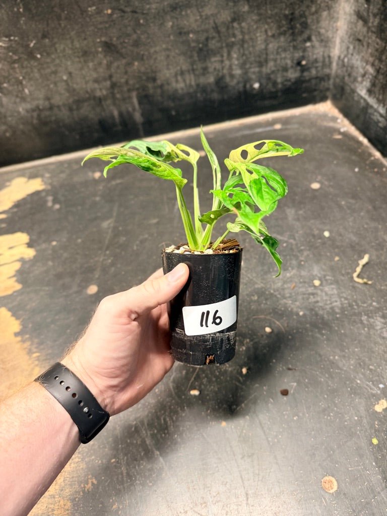 Handpicked 116 - Monstera Adansonii Monkey Mask Albo | Uprooted
