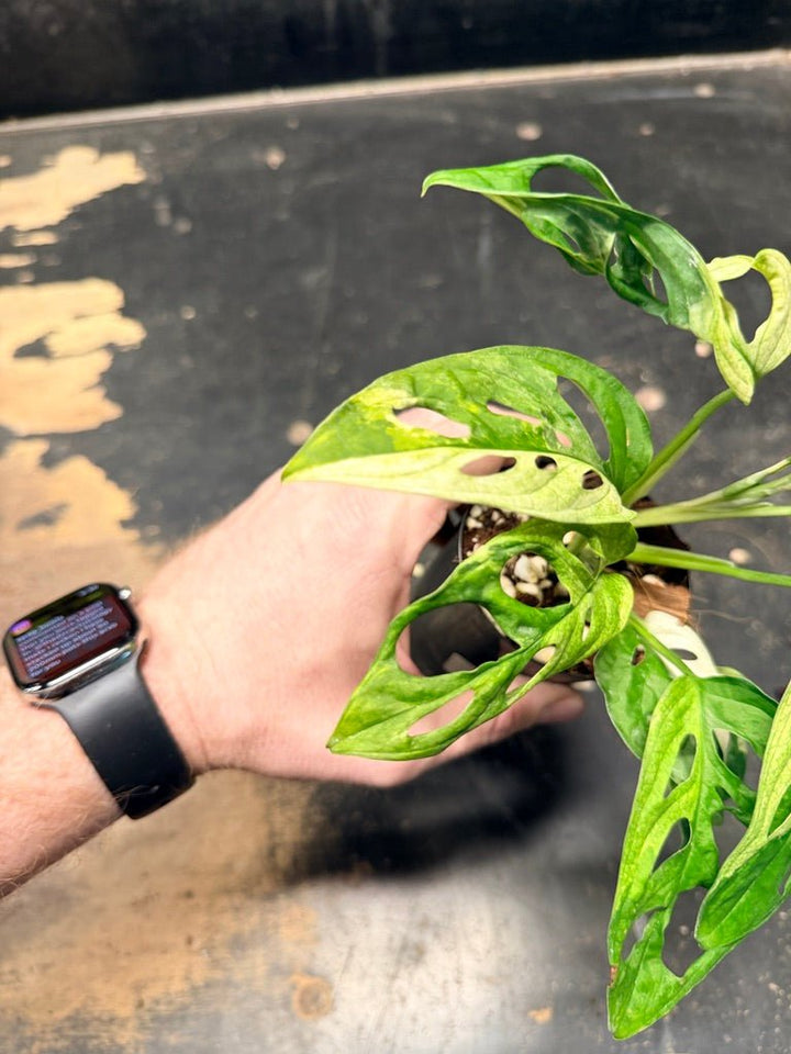 Handpicked 116 - Monstera Adansonii Monkey Mask Albo | Uprooted