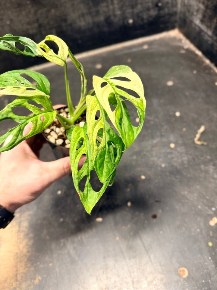 Handpicked 116 - Monstera Adansonii Monkey Mask Albo | Uprooted