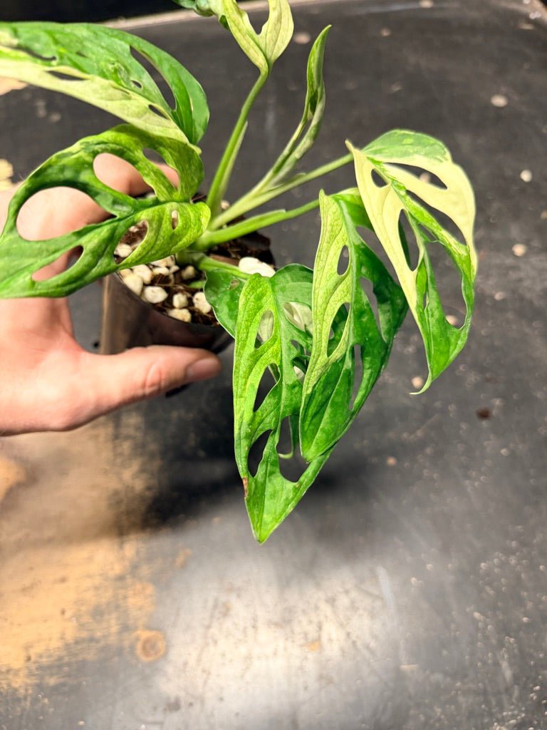 Handpicked 116 - Monstera Adansonii Monkey Mask Albo | Uprooted