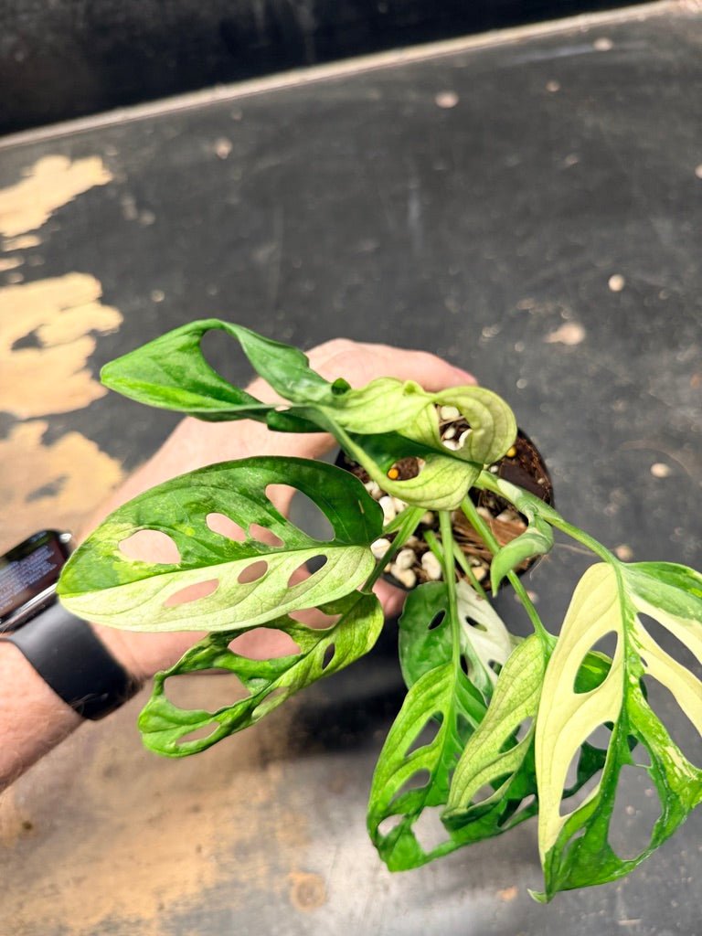 Handpicked 116 - Monstera Adansonii Monkey Mask Albo | Uprooted