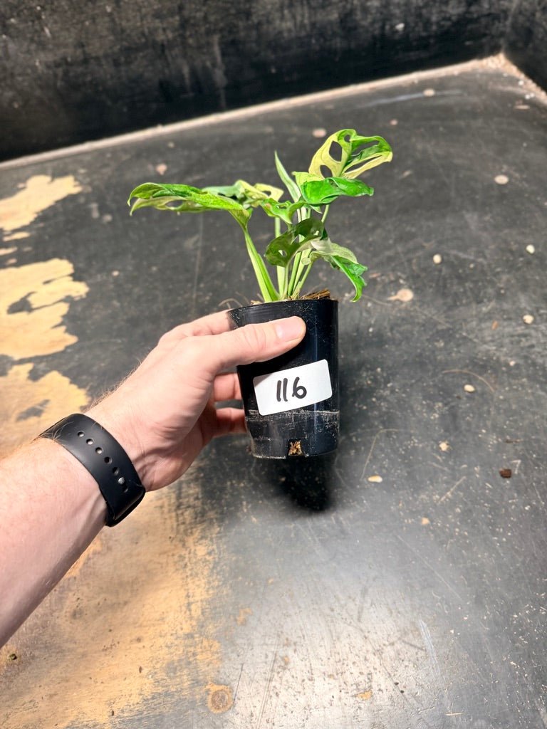 Handpicked 116 - Monstera Adansonii Monkey Mask Albo | Uprooted