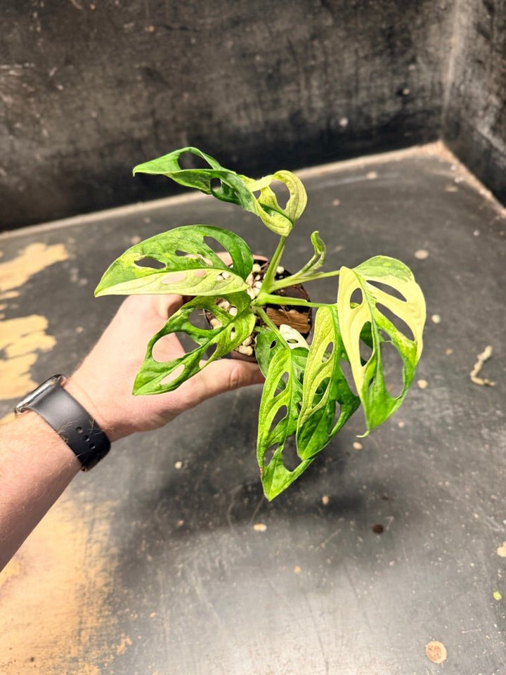 Handpicked 116 - Monstera Adansonii Monkey Mask Albo | Uprooted