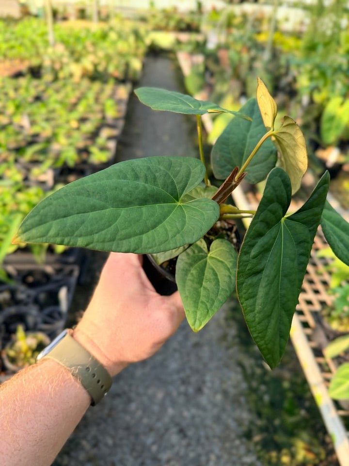 Handpicked 117 - Anthurium Papillilaminum x Luxurians | Uprooted