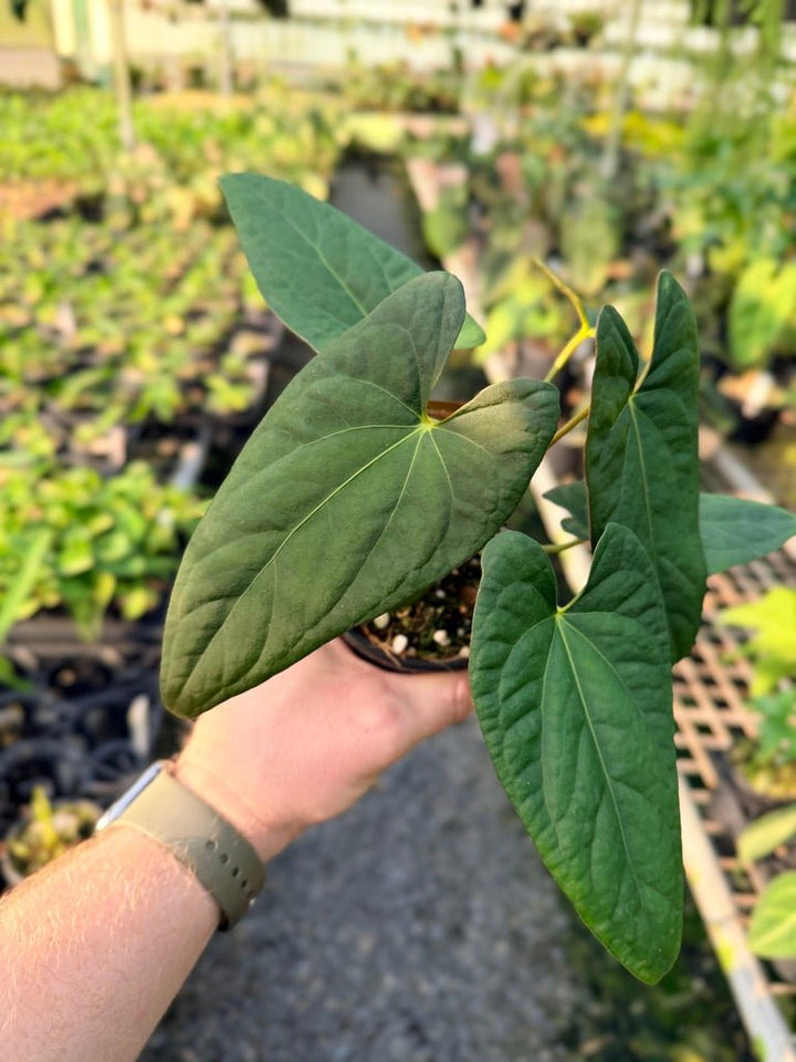 Handpicked 117 - Anthurium Papillilaminum x Luxurians | Uprooted