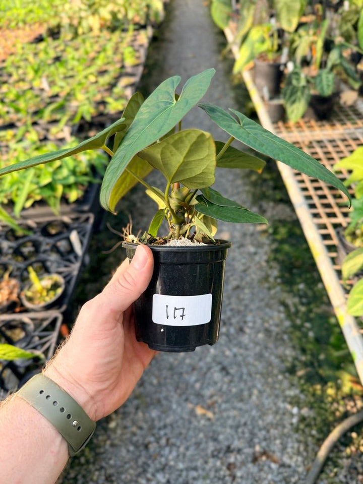 Handpicked 117 - Anthurium Papillilaminum x Luxurians | Uprooted