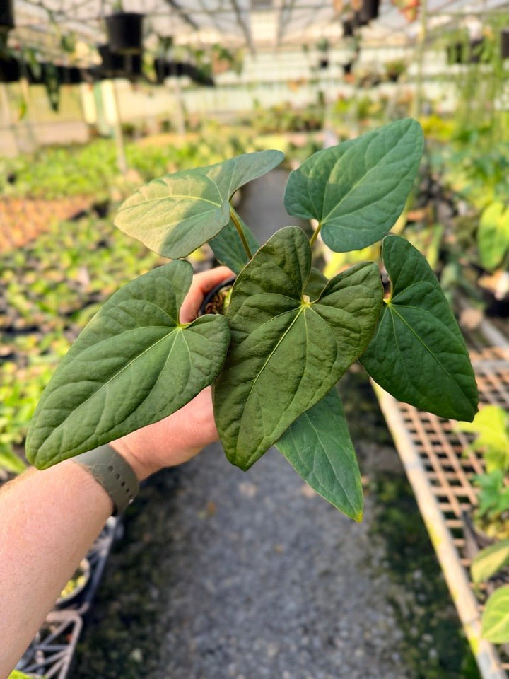 Handpicked 117 - Anthurium Papillilaminum x Luxurians | Uprooted