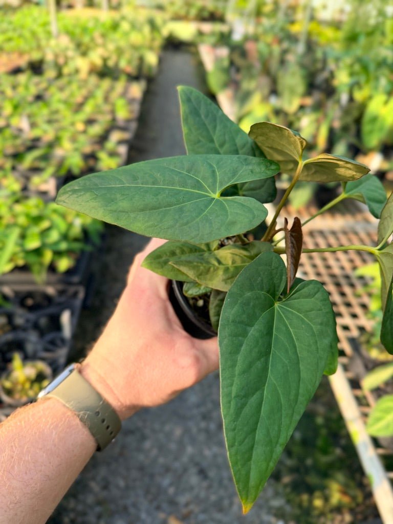 Handpicked 117 - Anthurium Papillilaminum x Luxurians | Uprooted