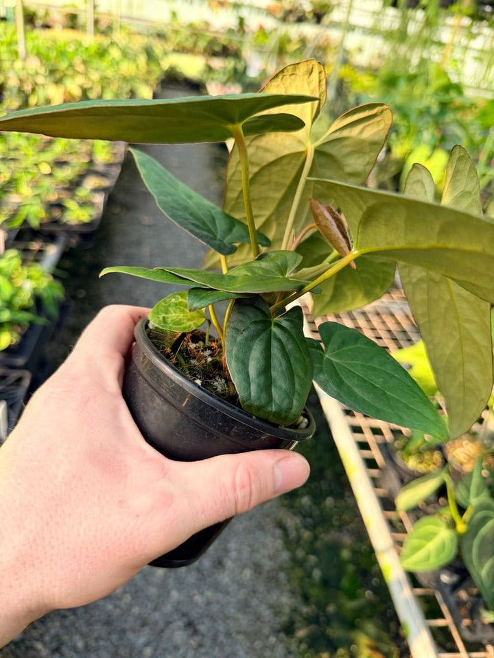 Handpicked 117 - Anthurium Papillilaminum x Luxurians | Uprooted