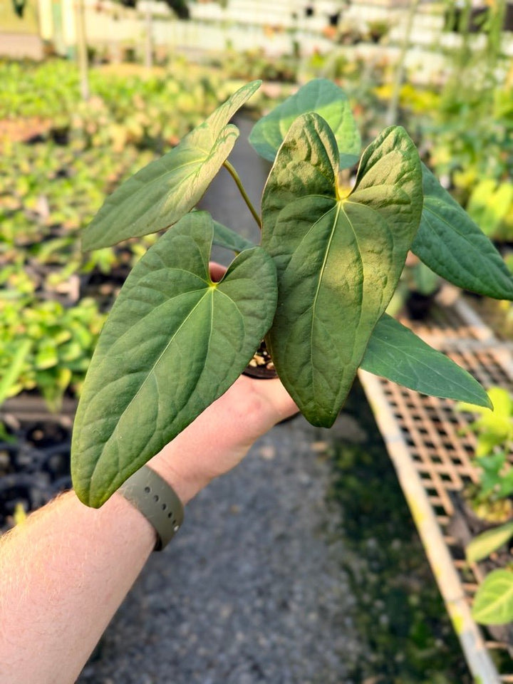 Handpicked 117 - Anthurium Papillilaminum x Luxurians | Uprooted