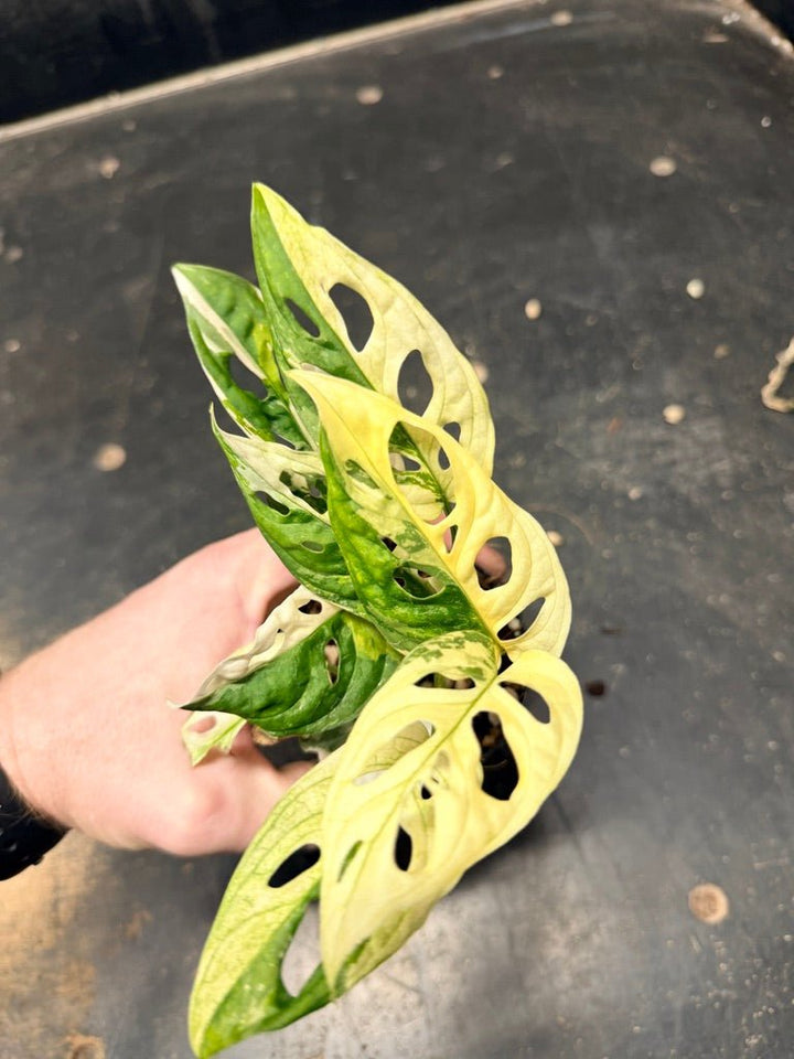 Handpicked 117 - Monstera Adansonii Monkey Mask Albo | Uprooted