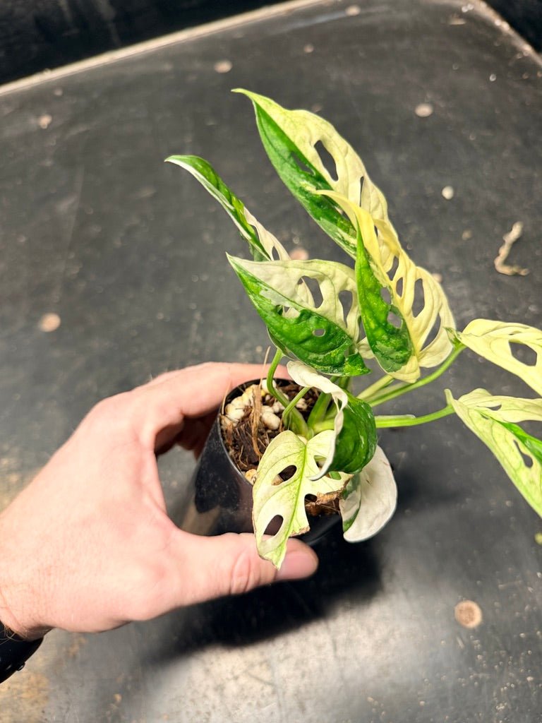 Handpicked 117 - Monstera Adansonii Monkey Mask Albo | Uprooted