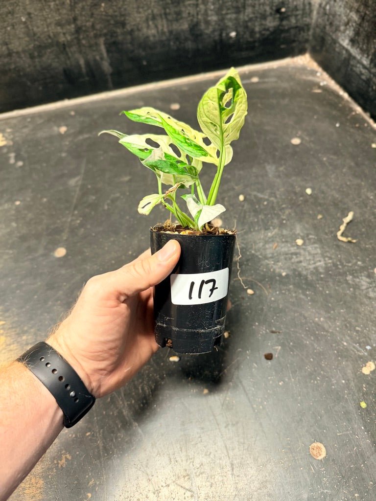 Handpicked 117 - Monstera Adansonii Monkey Mask Albo | Uprooted