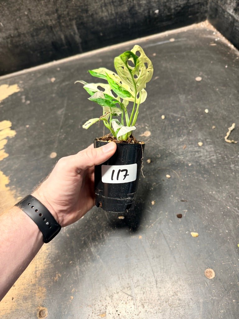 Handpicked 117 - Monstera Adansonii Monkey Mask Albo | Uprooted