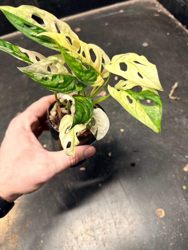 Handpicked 117 - Monstera Adansonii Monkey Mask Albo | Uprooted
