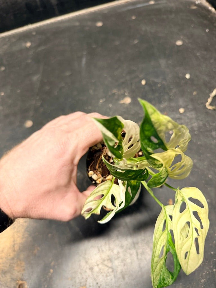 Handpicked 117 - Monstera Adansonii Monkey Mask Albo | Uprooted