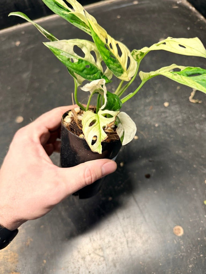 Handpicked 117 - Monstera Adansonii Monkey Mask Albo | Uprooted