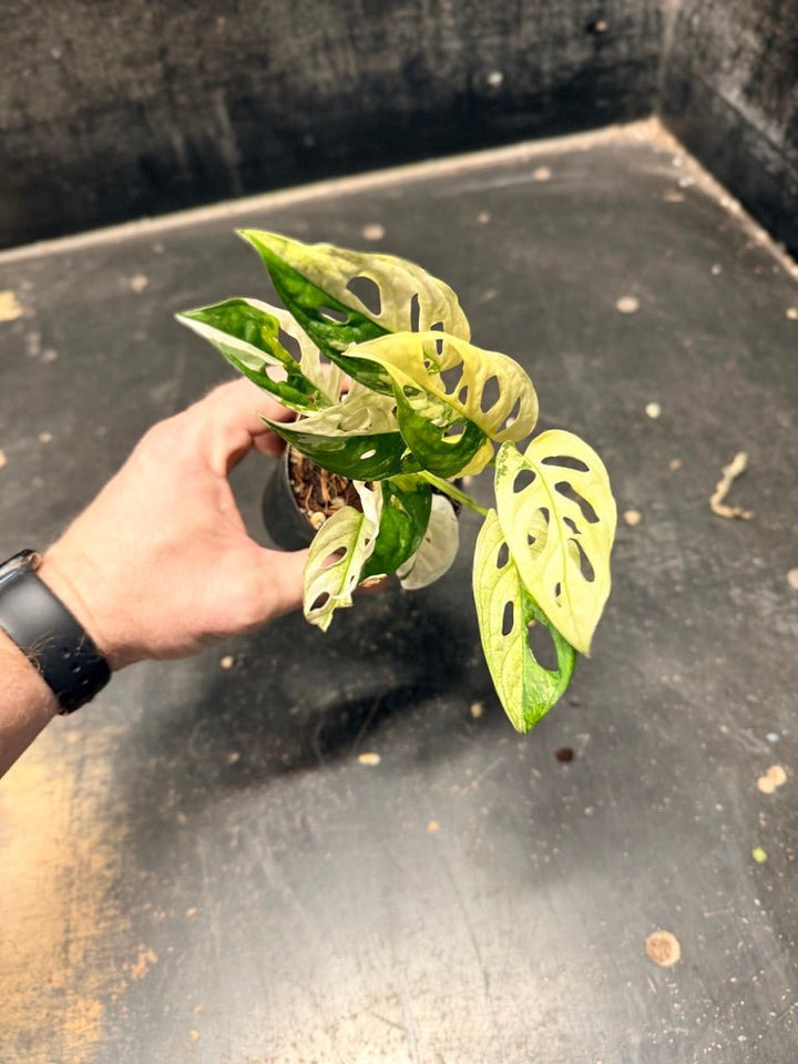 Handpicked 117 - Monstera Adansonii Monkey Mask Albo | Uprooted