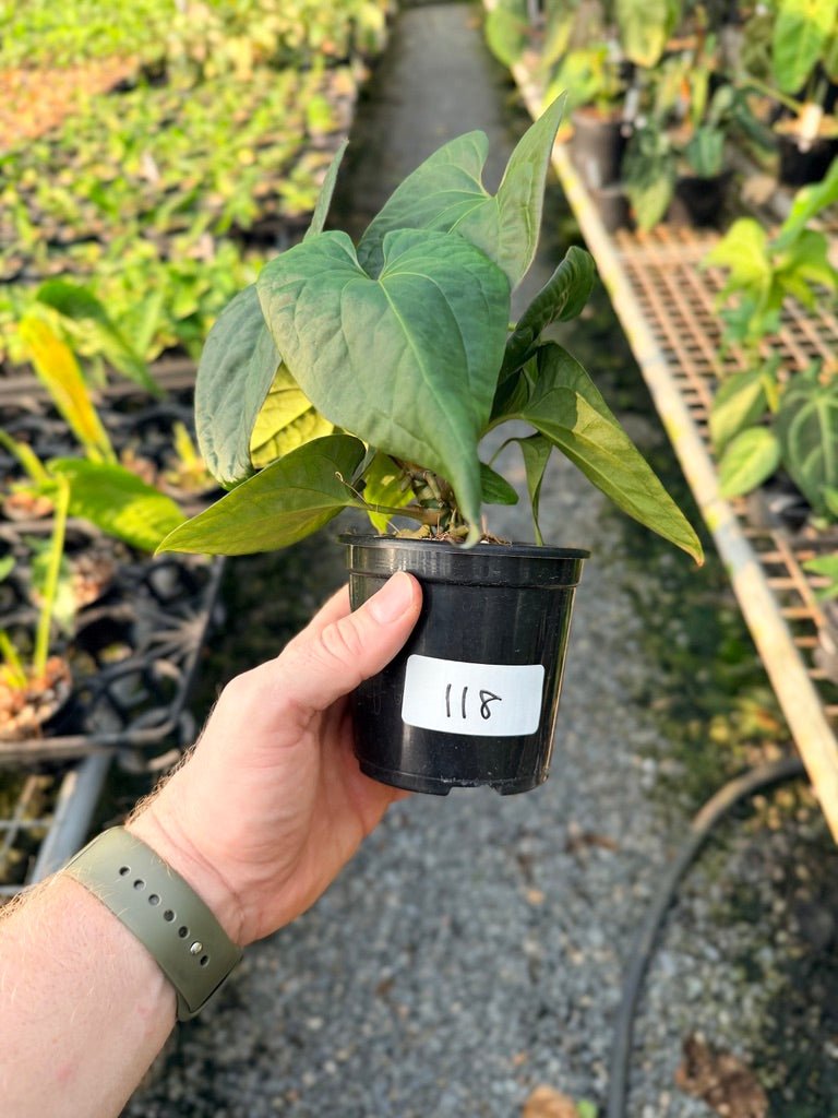Handpicked 118 - Anthurium Papillilaminum x Luxurians | Uprooted