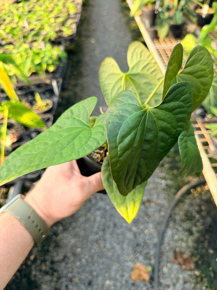 Handpicked 118 - Anthurium Papillilaminum x Luxurians | Uprooted