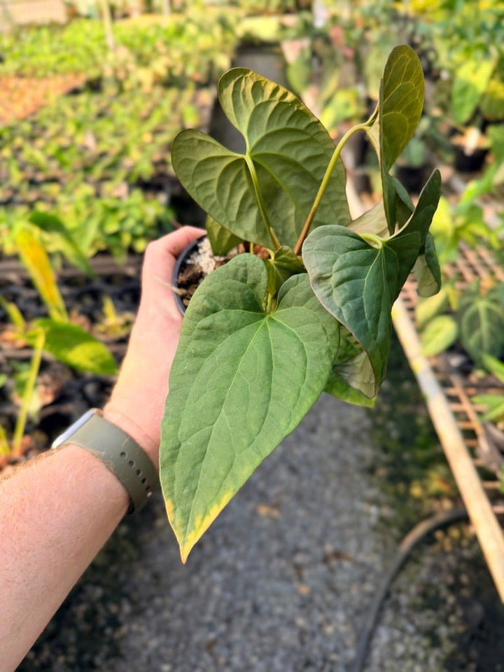 Handpicked 118 - Anthurium Papillilaminum x Luxurians | Uprooted
