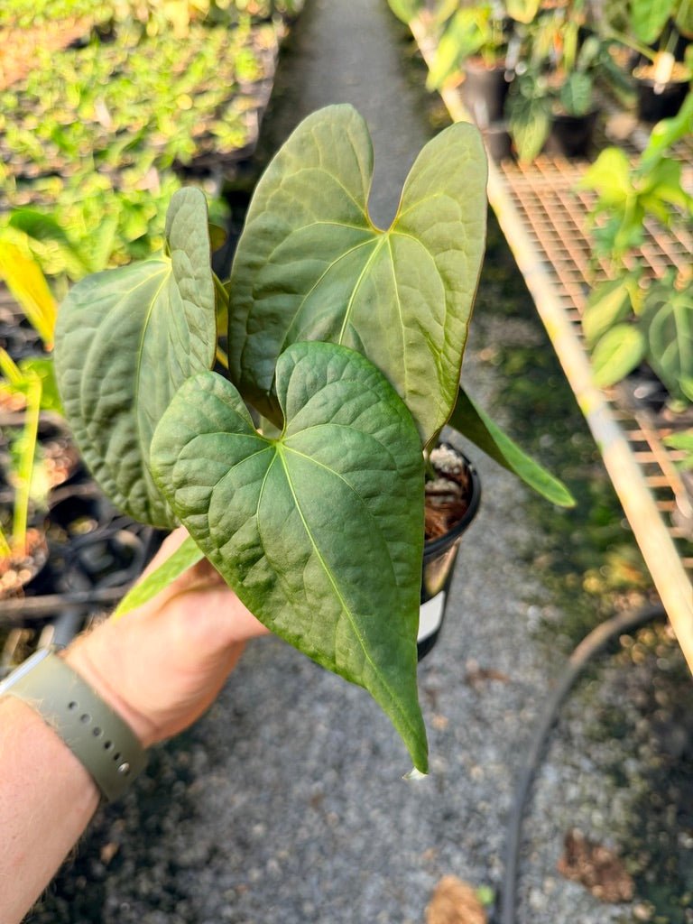 Handpicked 118 - Anthurium Papillilaminum x Luxurians | Uprooted