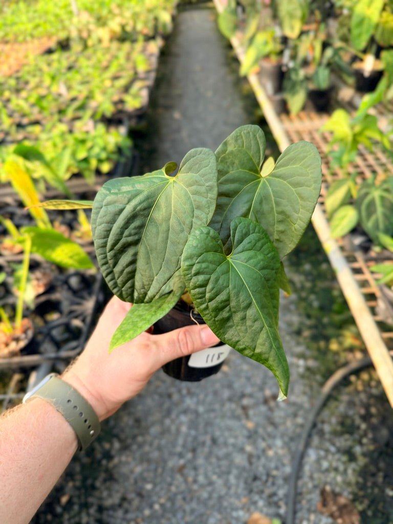 Handpicked 118 - Anthurium Papillilaminum x Luxurians | Uprooted