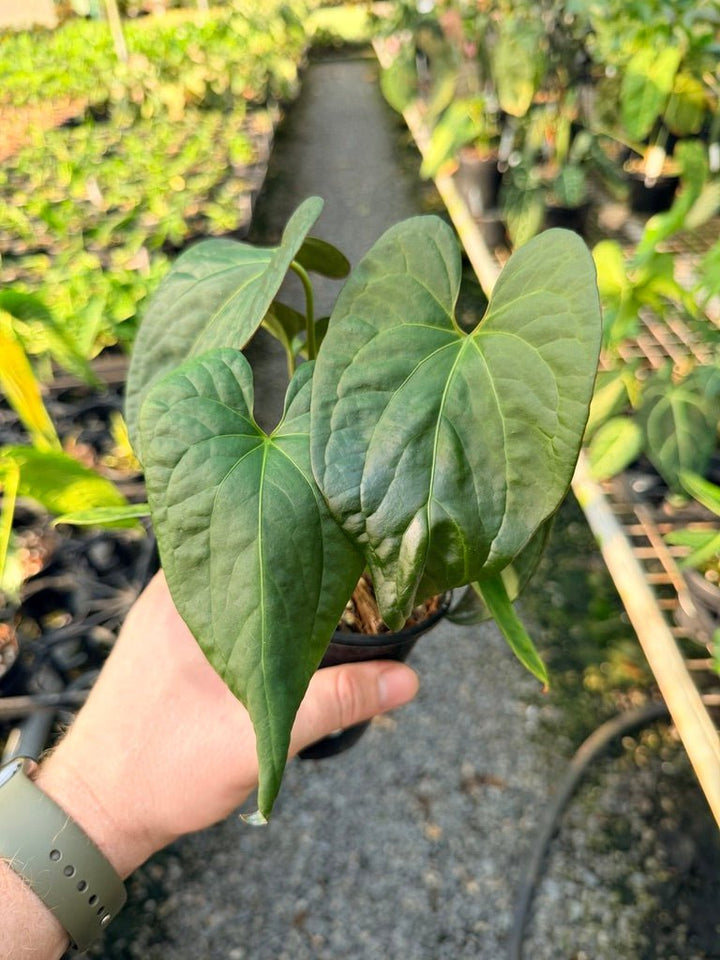 Handpicked 118 - Anthurium Papillilaminum x Luxurians | Uprooted