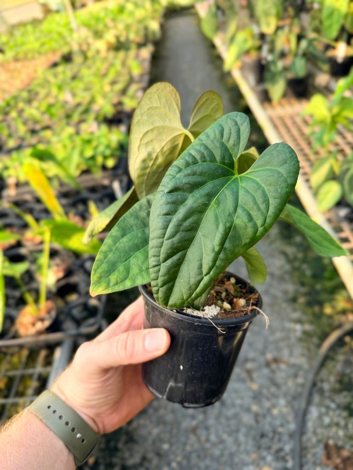Handpicked 118 - Anthurium Papillilaminum x Luxurians | Uprooted