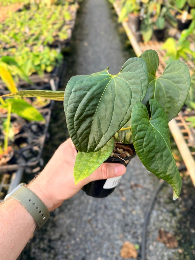 Handpicked 118 - Anthurium Papillilaminum x Luxurians | Uprooted