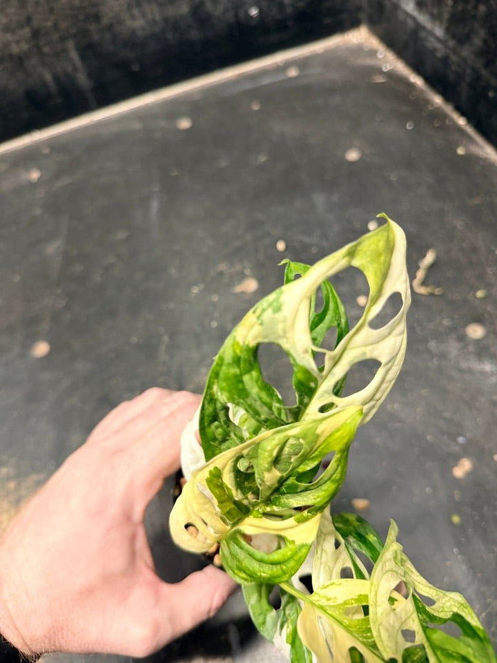 Handpicked 118 - Monstera Adansonii Monkey Mask Albo | Uprooted