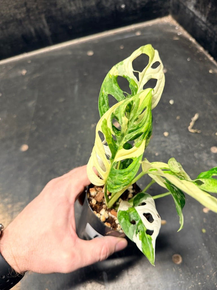 Handpicked 118 - Monstera Adansonii Monkey Mask Albo | Uprooted