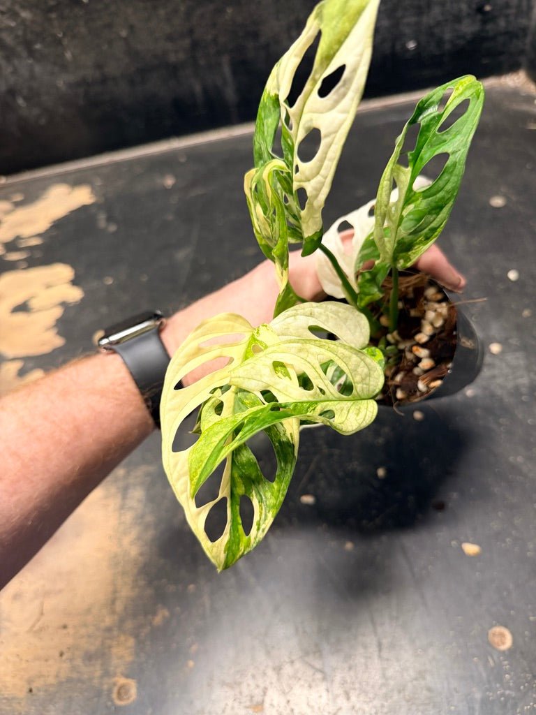 Handpicked 118 - Monstera Adansonii Monkey Mask Albo | Uprooted