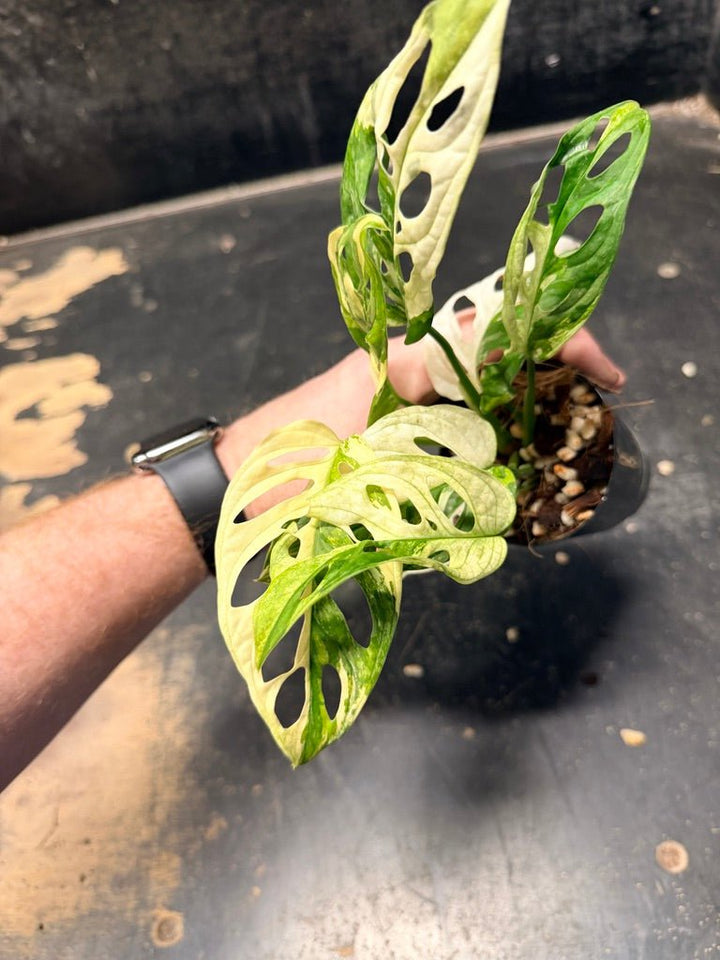 Handpicked 118 - Monstera Adansonii Monkey Mask Albo | Uprooted