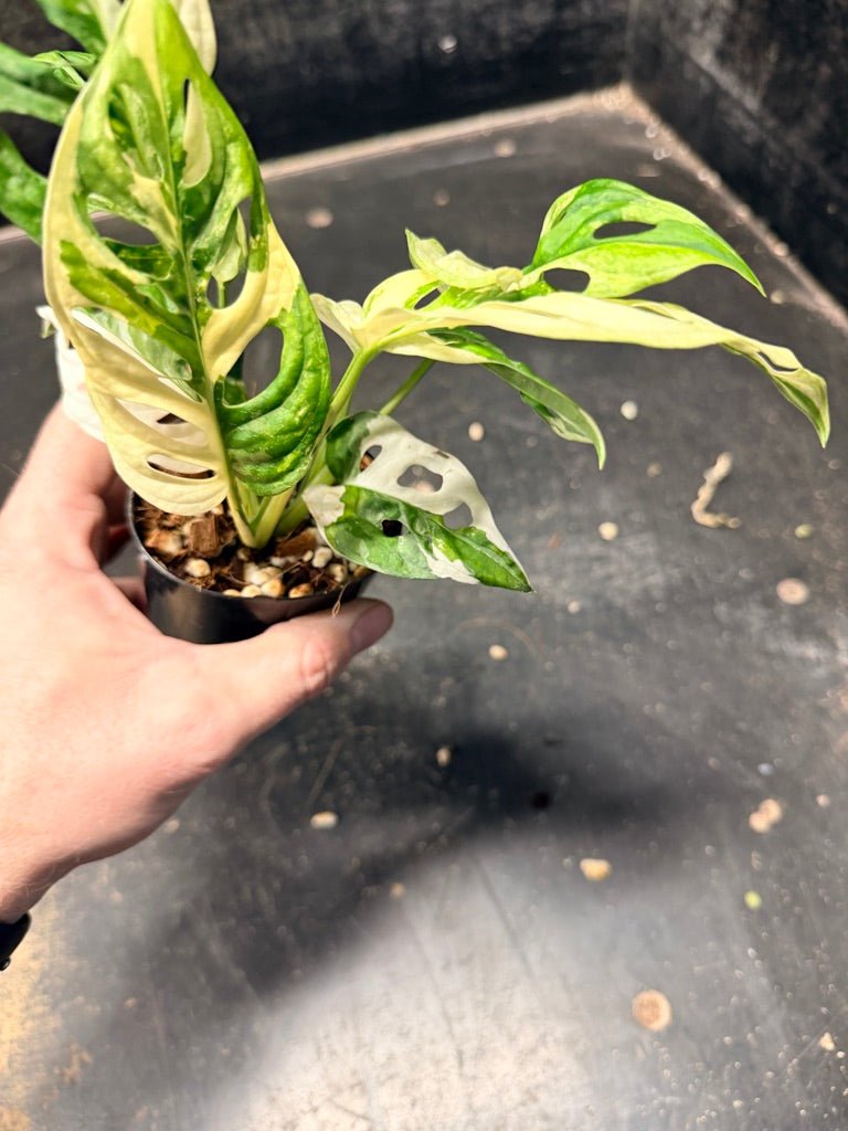 Handpicked 118 - Monstera Adansonii Monkey Mask Albo | Uprooted