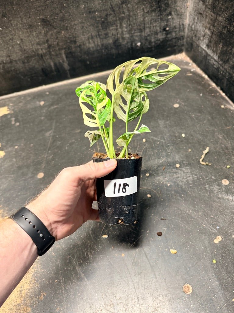 Handpicked 118 - Monstera Adansonii Monkey Mask Albo | Uprooted
