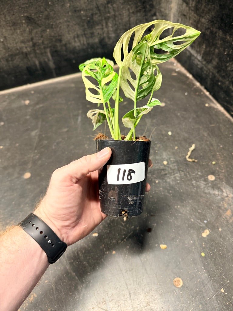 Handpicked 118 - Monstera Adansonii Monkey Mask Albo | Uprooted