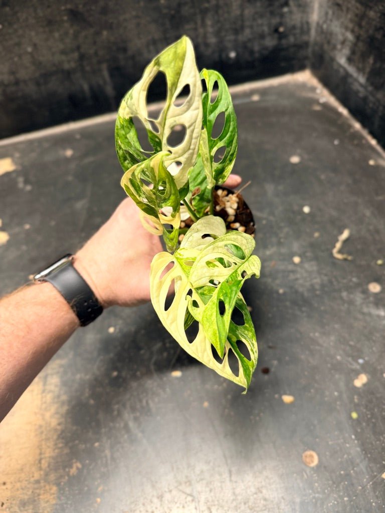 Handpicked 118 - Monstera Adansonii Monkey Mask Albo | Uprooted