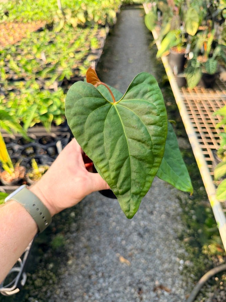Handpicked 119 - Anthurium Papillilaminum x Luxurians | Uprooted