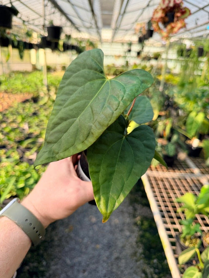 Handpicked 119 - Anthurium Papillilaminum x Luxurians | Uprooted