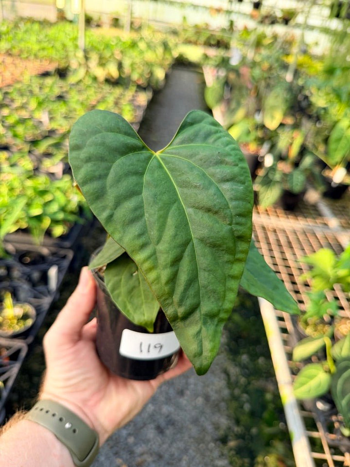 Handpicked 119 - Anthurium Papillilaminum x Luxurians | Uprooted