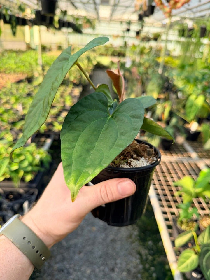 Handpicked 119 - Anthurium Papillilaminum x Luxurians | Uprooted