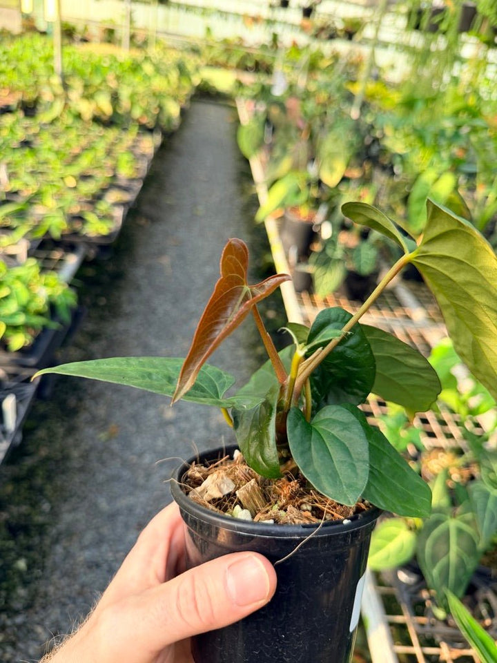 Handpicked 119 - Anthurium Papillilaminum x Luxurians | Uprooted