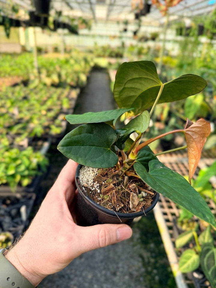 Handpicked 119 - Anthurium Papillilaminum x Luxurians | Uprooted