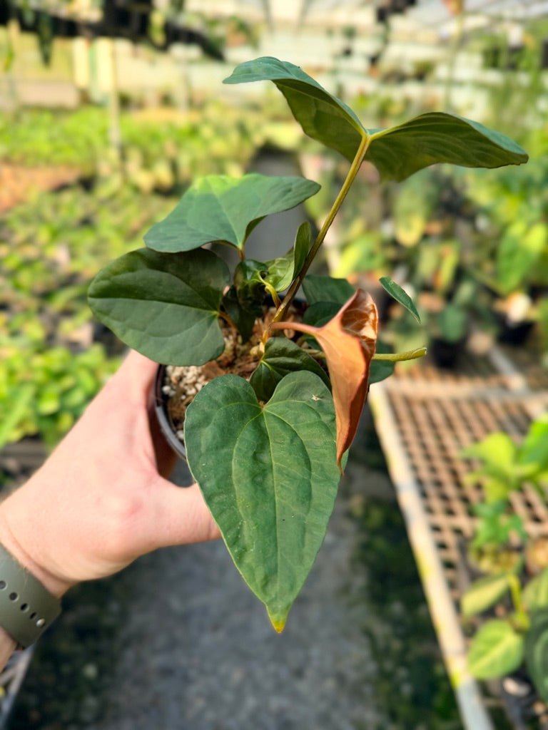 Handpicked 119 - Anthurium Papillilaminum x Luxurians | Uprooted