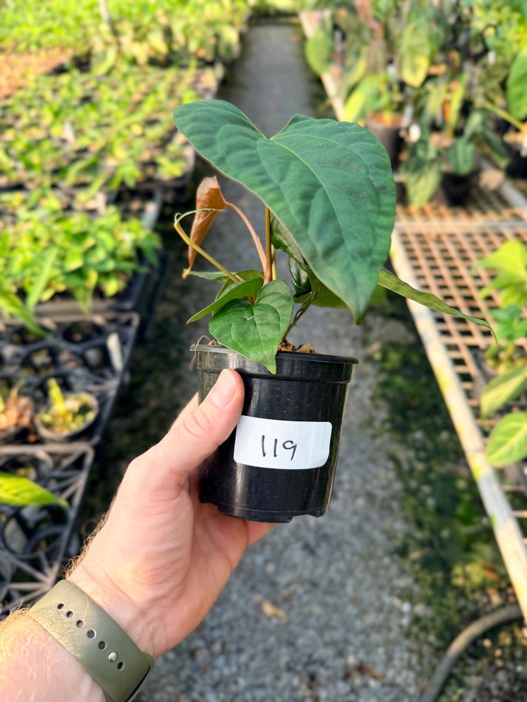 Handpicked 119 - Anthurium Papillilaminum x Luxurians | Uprooted