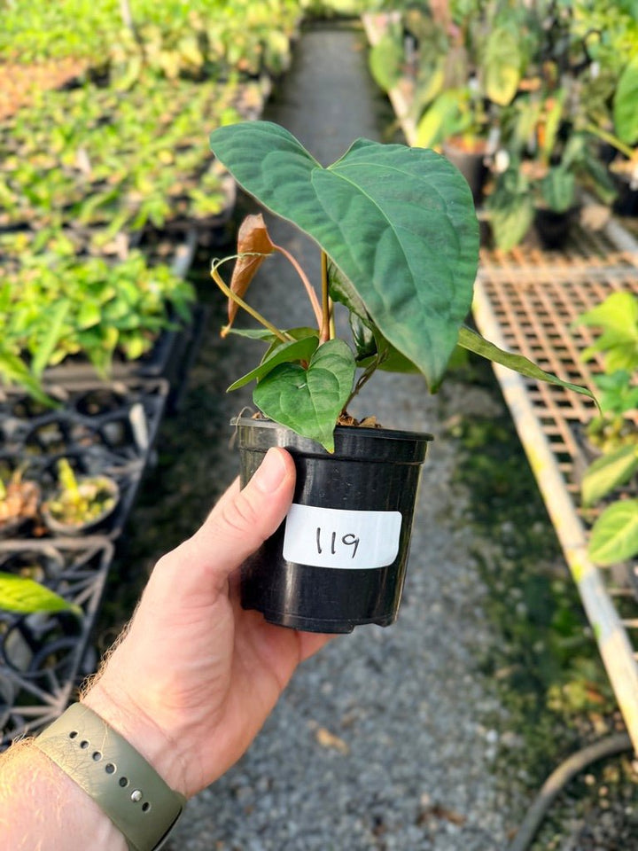 Handpicked 119 - Anthurium Papillilaminum x Luxurians | Uprooted